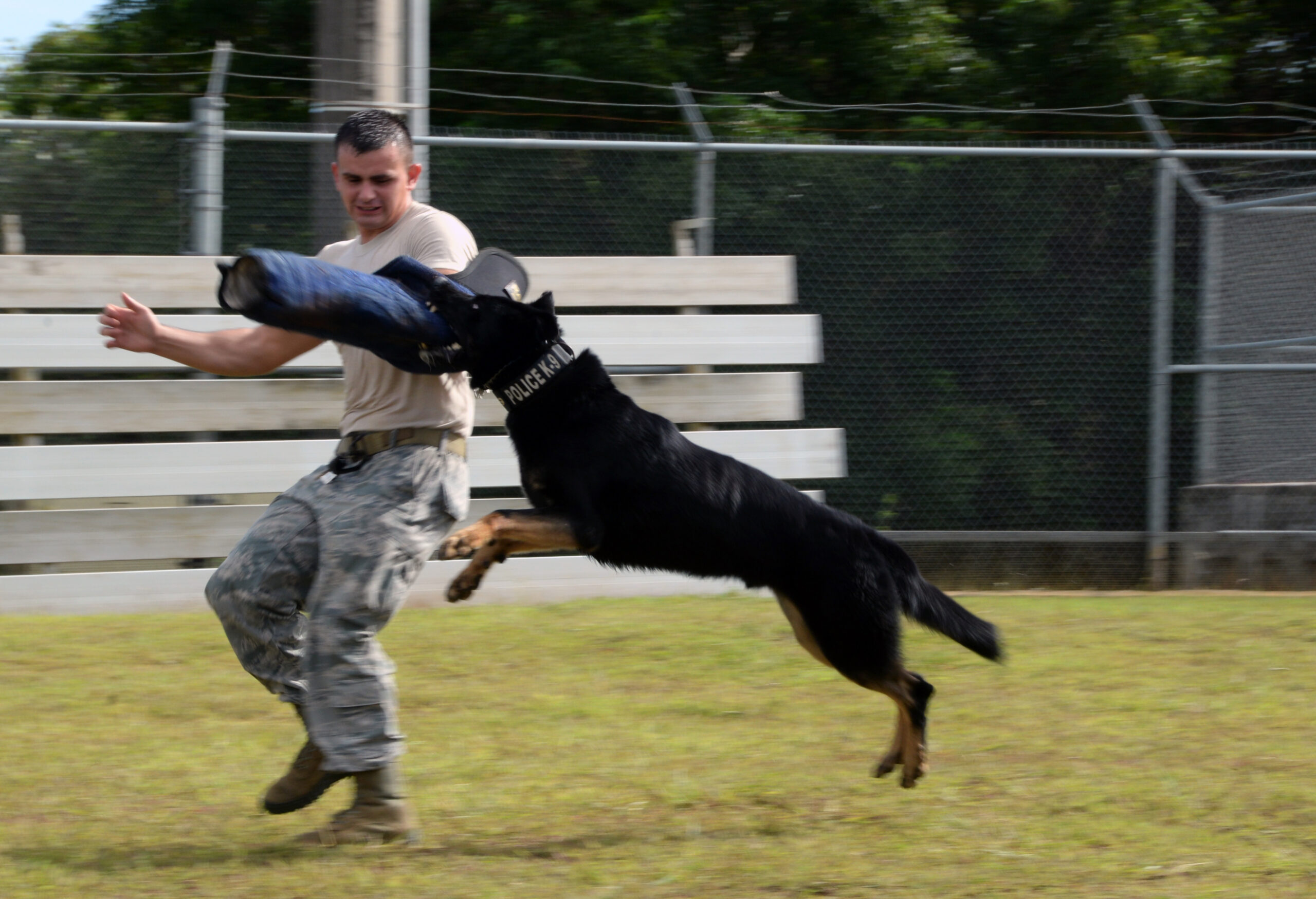 dog advanced training service