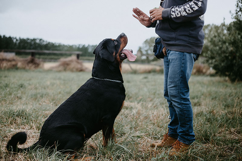 Dog Basic Training Service