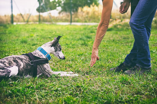 dog behaviour training service