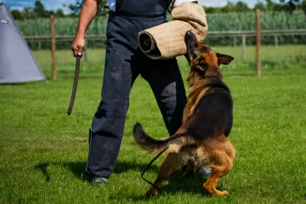 dog protection training service